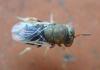 Dinarmus sp.